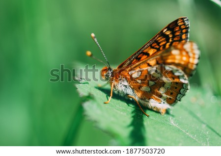 Coloured butterfly perched on a green leaf with the background out of focus. Selective focus on macro photography.