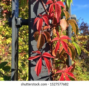 Coloured "five-leaf" creeper, Parthenocissus quinquefolia, on a sunny autumn day. - Shutterstock ID 1527577682
