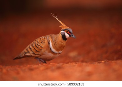 A Colourful Australian Spinifex Pigeon On The Red Sand And Gravel Of Outback Central Australia.