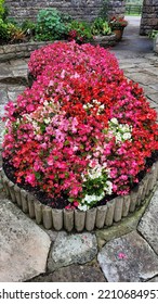 Colourful Autumn Flowering Begonia Flower Bed