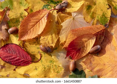 Colourful Autumn Foilage In Bavaria, Germany