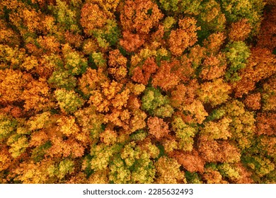 Colourful autumn forest form above, captured with a drone. Natural seasonal landscape background. - Powered by Shutterstock