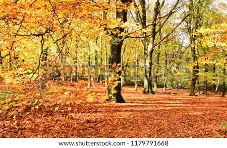 Similar – Image, Stock Photo flurry of leaves Nature