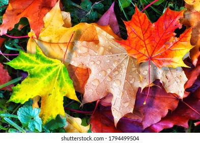 Colourful autumn leaves fallen onto green grass and small water droplets   spider  close up