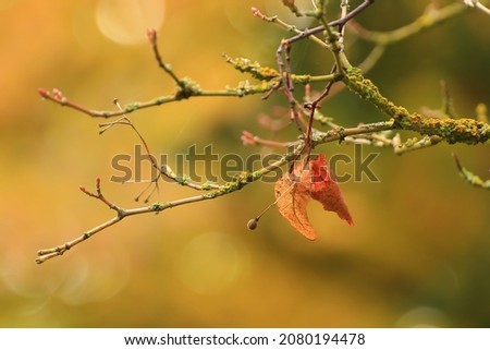 Similar – Hide-and-seek ;-) Nature