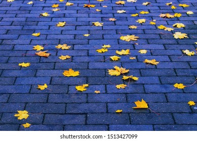 Colourful autumn leaves on brick pavement floor at fall. Autumn yellow leaves on pedestrian passage Maple leaf on wet asphalt road, urban city street background. October september or november weather - Powered by Shutterstock