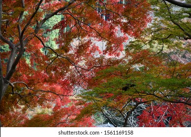 Colourful Autumn leaves in Yoshino, Nara Prefecture, Japan, 2019.