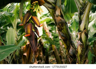 Colourful Banana Flower In A Carnarvon Banana Plantation Farm, Western Australia, Farm Work, Working Holiday Visa Australia