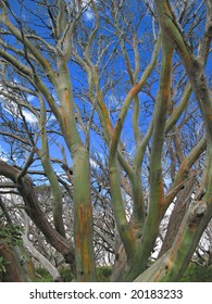 Colourful Bark Of Snow Gum Tree