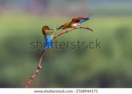 Colourful Bee Eater Birds in different action mood, selective focusing, background blur. 