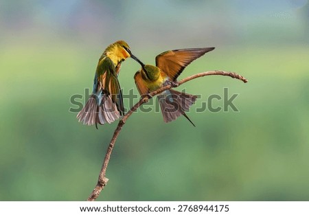 Colourful Bee Eater Birds in different action mood, selective focusing, background blur. 