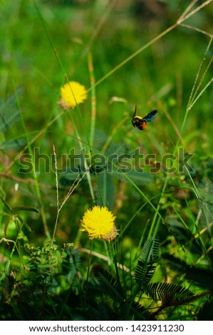 Colourful bee flying over Yellow Mimosa Pudica Flower and leaves in the background (Sensitive plant or Sleepy plant or The Touch me not). 