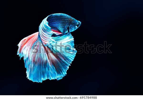 Colourful Betta
fish,Siamese fighting fish in movement isolated on black
background. Capture the moving moment of colourful siamese fighting
fish isolated on black
background,