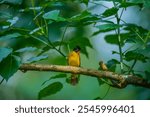 A colourful bird perched on a beautiful branch