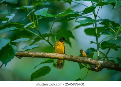 A colourful bird perched on a beautiful branch - Powered by Shutterstock