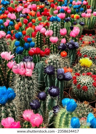 Colourful blooming cacti on the flower market stall in Amsterdam. Vivid colour of cacti flowers are bright and cheerful, and take the whole display.