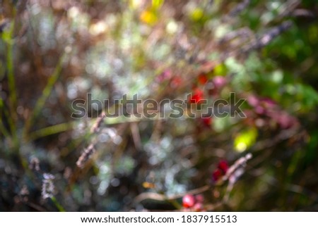 Similar – Gebüsch mit roten Beeren auf einer Wiese mit Teilen eines Baumstammes