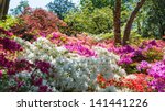 A colourful border display with azaleas, rhododendrons, acers and other shrubs.