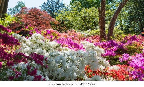 A colourful border display with azaleas, rhododendrons, acers and other shrubs. - Shutterstock ID 141441226