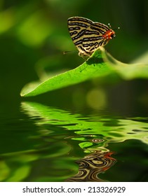 Colourful Butterfly On Leave. Digital Compositing With Colour Tone, Water Reflection And Ripple Effects.