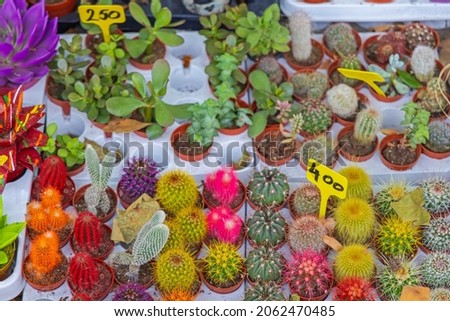 Colourful Cactae Mini Cactus Plants for Sale