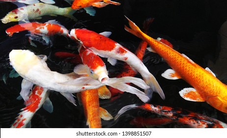 Koi Yellow Bilder Stockfoton Och Vektorer Med Shutterstock