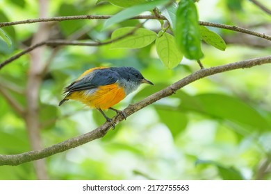 The Colourful And Chubby Male Orange-bellied Flowerpecker Dicaeum Trigonostigma Posing On A Branch