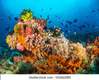 Colourful corals in Anilao , Batangas , Philippines