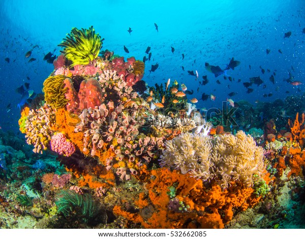 アニラオ バタンガス フィリピンのカラフルなサンゴ の写真素材 今すぐ編集