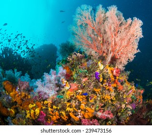 Colourful Corals In Raja Ampat