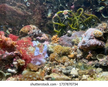 Colourful Corals And Sealife Were Displayed In A Underwater World Centre