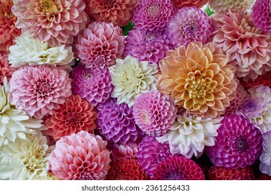 colourful dahlias in various shades of pink, red, orange, yellow and white. The flowers are arranged in such a way that they fill the entire frame. The flower petals are in various stages of unfolding