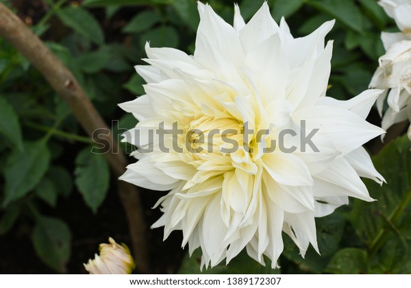 Aster Flower In Tamil Best Flower Wallpaper