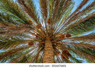 716 Date palm trees in qatar Images, Stock Photos & Vectors | Shutterstock