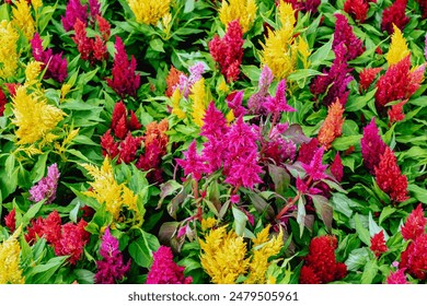 Colourful different flowers blooming in garden. Celosia flower or Cockscomb blooming. Beautiful flower multi color with Celosia Argentea or Plumed cockscomb blossom nature background. Selective focus. - Powered by Shutterstock