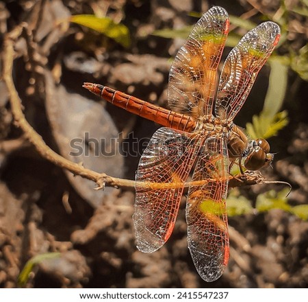 Colourful dragonfly with its wings wide spread perched on a tree branch,macro view and close up of a Yellow and orange dragonfly with transparent wings,big dragonfly-background