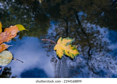 Colourful fall leaves in pond lake water, floating autumn leaf. Fall season leaves in rain puddle. Sunny autumn day foliage. October weather, november nature background. Beautiful reflection in - Powered by Shutterstock