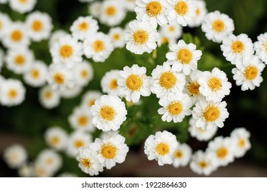 3,068 Headache flower Images, Stock Photos & Vectors | Shutterstock