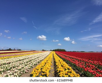 Colourful Field Of Tulips In Denmark