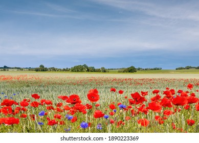 Poppy Seed Field on Sunset Free Stock Photo | picjumbo