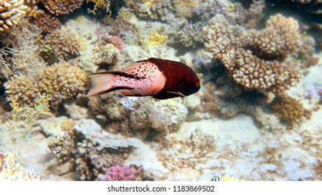 Colourful Fish Marsa Alam Egypt Stock Photo 1183869502 | Shutterstock
