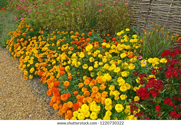 Colourful Flower Border Display French Marigolds Stock Photo 1220730322 ...