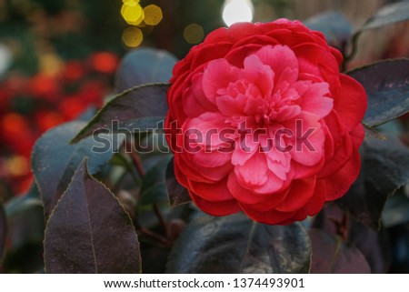 colourful flower in macromode