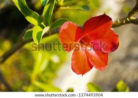 colourful flower in macromode