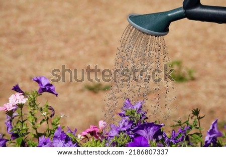 Colourful flowers being watered by a plastic watering can with a defocused brown parched lawn in the background.  
