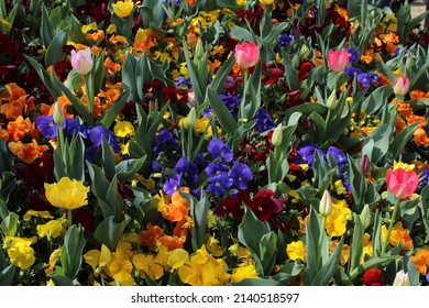 Colourful Flowers At Floriade Festival In Canberra