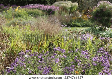 Colourful flowers in garden borders, in summer sunshine