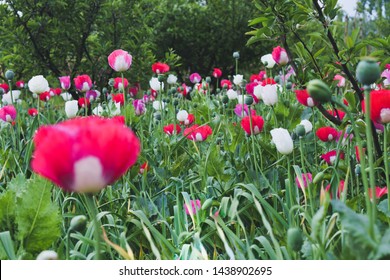 Colourful Flowers Of Opium Poppy. Opium Poppy Fields. Papaver Somniferum, Commonly Known As The Opium Poppy Or Breadseed Poppy, Is A Species Of Flowering Plant In The Family Papaveraceae.