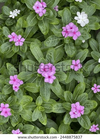 Colourful Flowers. Vinca; Family of Apocynaceae. EngEnglish name 