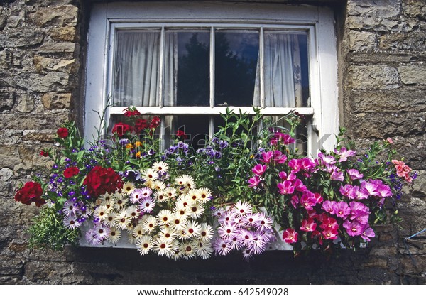 Colourful flowers in window\
box
